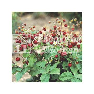 Fraisier Woodland - Fraise des bois