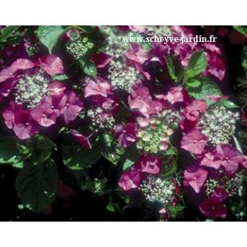 Hortensia - Hydrangea macrophylla Geoffrey Chabdund