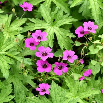 Storchschnabel Patricia - Geranium