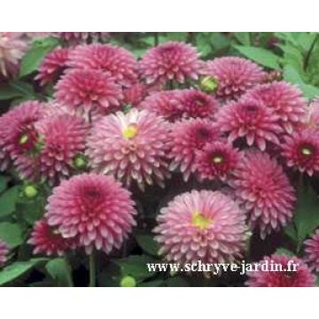 Zwerg-Dahlie Cheeky Glow