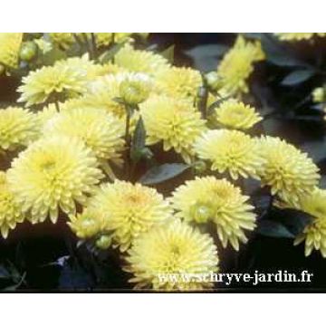 Dahlia Nain Sunny glow