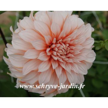 Riesenblütige Dahlie Gordon Hoston