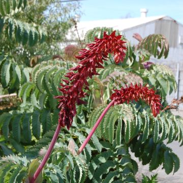 Graines de Melianthus major