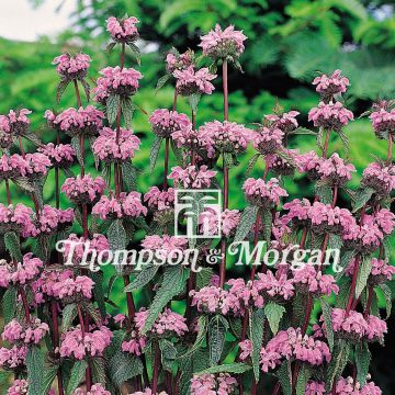 Phlomis tuberosa (Samen) - Knollen-Brandkraut