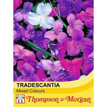 Tradescantia andersoniana Mixed Colours (Samen) - Dreimasterblume