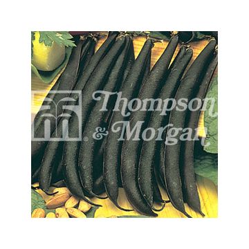 Zwergbohne Purple Teepee