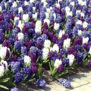 Hyazinthen-Kollektion Ocean