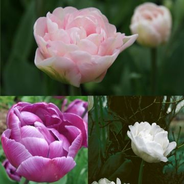 Tulpen-Kollektion Harmonie Belles de Mai