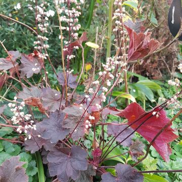 Heuchera Dark Magic - Purpurglöckchen