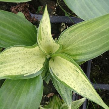 Hosta Blue Angel