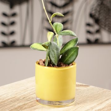 Hoya burtoniae Variegata - Wachsblume