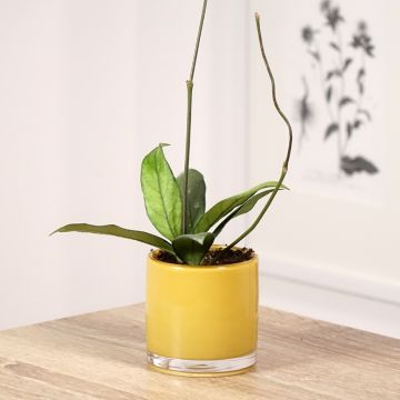 Hoya crassipetiolata - Porzellanblume