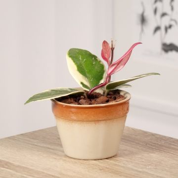 Hoya Flamingo Dream - Porzellanblume