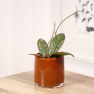 Hoya sigillatis - Porzellanblume