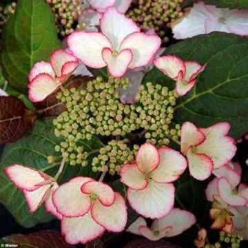 Hydrangea macrophylla Dolce Kiss - Bauernhortensie