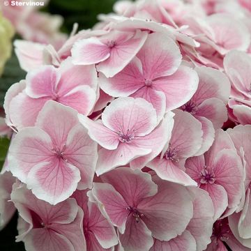 Hortensia - Hydrangea macrophylla Wedding Ring