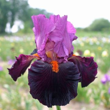 Iris Fiery Temper - Schwertlilie