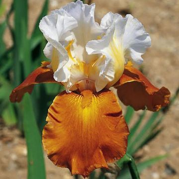 Iris Fall Fiesta - Schwertlilie