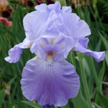 Iris Harbor Blue - Schwertlilie
