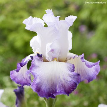 Iris Pastel Printanier - Schwertlilie