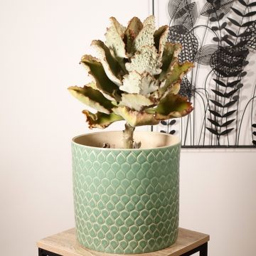 Kalanchoe beharensis Fang - Elefantenohr-Kalanchoe