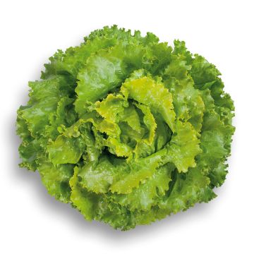 Bataviasalat Décision Bio - Ferme de Sainte Marthe