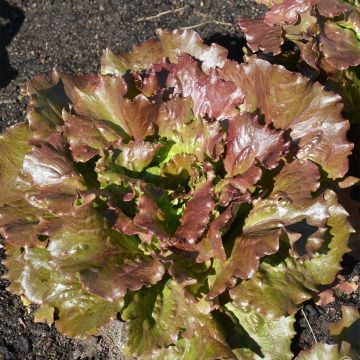 Bataviasalat Rouge Relay Bio - Ferme de Sainte Marthe