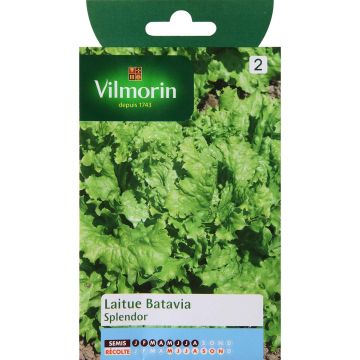 Bataviasalat Splendor