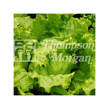 Bataviasalat Lakeland