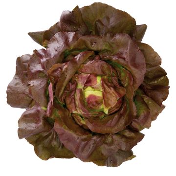 Grüner Salat Jerrican Bio - Ferme de Sainte Marthe