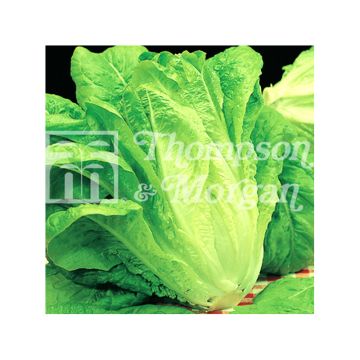 Römersalat Bionda Lenta a Montare