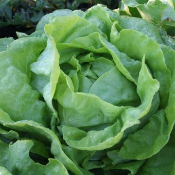 Kopfsalat Sylvesta Bio