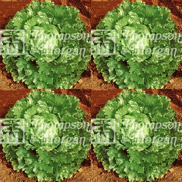 Kopfsalat Webbs Wonderful