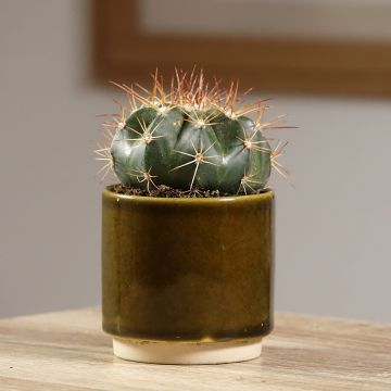 Melonenkaktus - Melocactus azureus