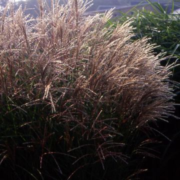 Miscanthus sinensis Kleine Fontäne (Petite Fontaine)