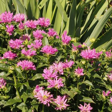 Monarda Petite Delight - Indianernessel