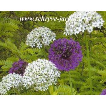 Allium multibulbosum - Schwarz-Lauch