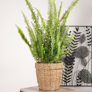 Nephrolepis cordifolia Artic Jungle - Schlanker Schwertfarn