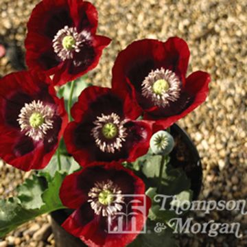 Schlafmohn Cherry Glow (Samen) - Papaver