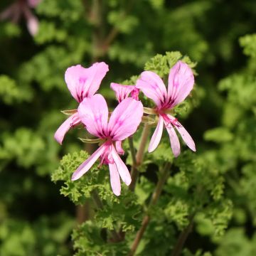 Duftende Pelargonie Minor - Pelargonium crispum