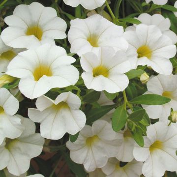 Calibrachoa Million Bells Trailing Ice - Mini-pétunia