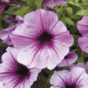 Calibrachoa Million Bells Rose Vein - Mini-pétunia