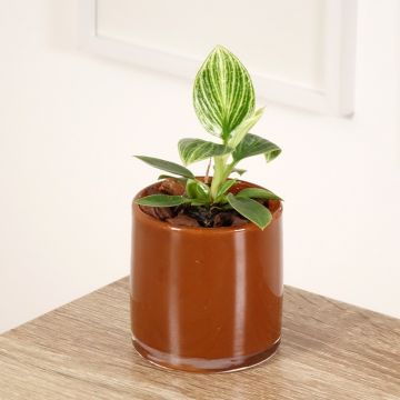 Philodendron White Measure