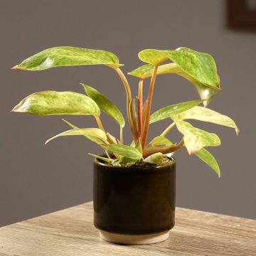 Philodendron Calkins Gold - Baumfreund