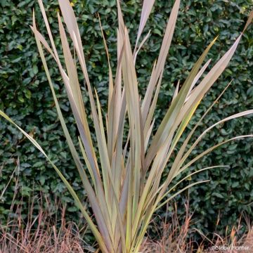 Phormium Pink Blush