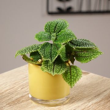 Pilea Moon Valley - Ufopflanze