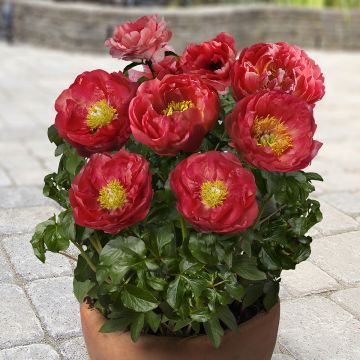 Paeonia Patio Peony Moscow - Zwerg Edel-Pfingstrosen
