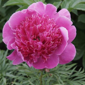 Paeonia lactiflora Break O Day - Edel-Pfingstrosen