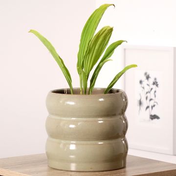 Pleione Glacier Peak - Tibetorchidee