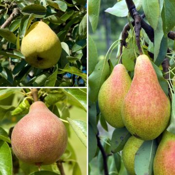 Birnbäume Trio Mix - Pyrus communis